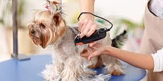 Segunda Fase: Tosa na Máquina