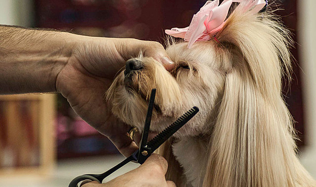 Terceira Fase: Tosa na Tesoura