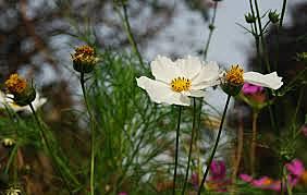 DESARROLLO Y EXPANSIÓN DE LAS FLORES.