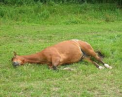 my second horse died from cancer