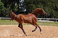 got my first barrel horse