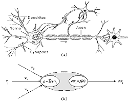 Primer modelo matemático de una red neuronal