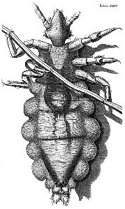 Robert Hooke