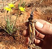 Earliest evidence of Occupation