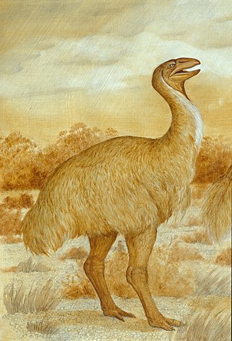 Genyornis were extinct and painted on cave