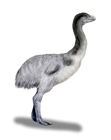 Genyornis became extinct 40,000 years ago