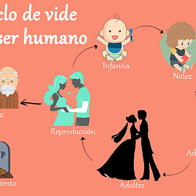 Timeline: ciclo de vida