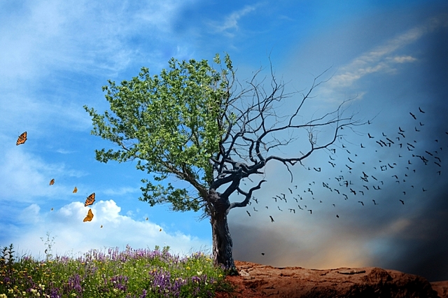 Efectos y daños de la actividad humana