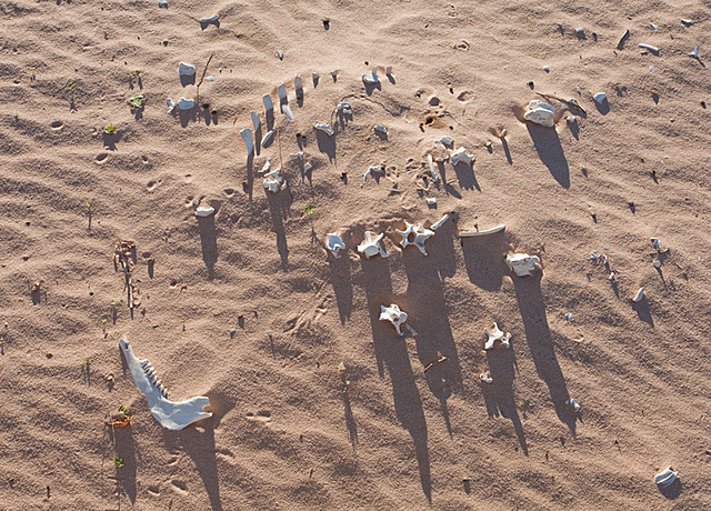 Mungo lady bones discovered