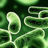 Origen dels organismes fotosintetics(atmosfera amb oxigen)