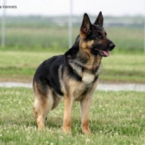 German Shepherd