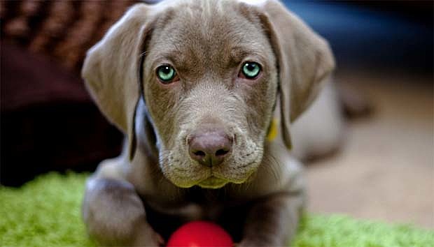 el meu primer gos propi