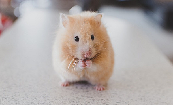 el meu hamster