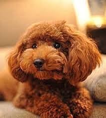 Vaig tenir al meu gos