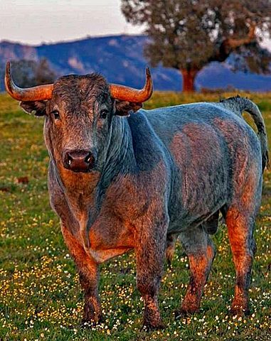 Es prohibeixen les curses de toros a Catalunya (social)