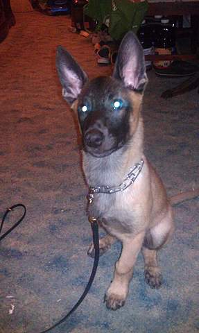 Standing tall and regal.