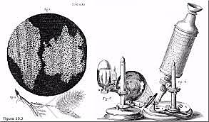 Robert Hooke y las células
