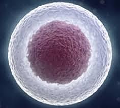 Se descubrió el núcleo celular