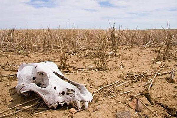 Se pierde abrubtamente la diversidad