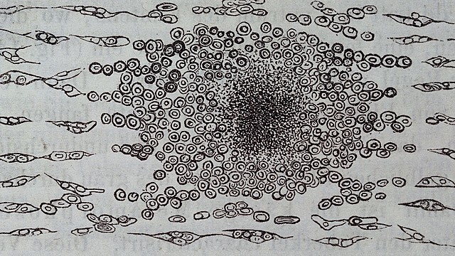 La reproducción celular