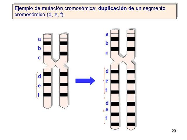 SE DESSCUBREN LOS CROMOSOMAS X y Y