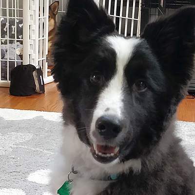 Timeline: Life of Py