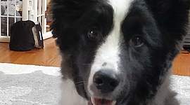 Timeline: Life of Py