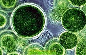 mitmerakuliste organismide teke