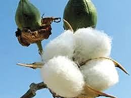 Beginning of cotton export
