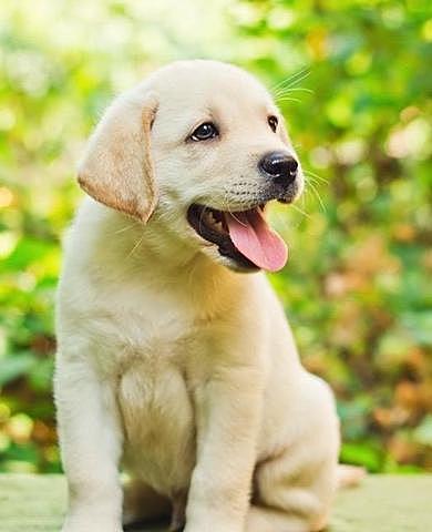 Quan em van regalar a la meva gossa