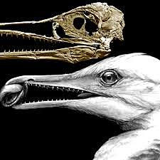 Ilmuvad esimesed linnud