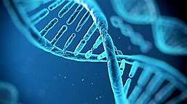 Timeline: Història de la cèl.lula: Kevin, Mercé, Arnau i Gerard