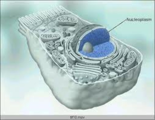 Nucelo en las celulas .