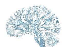 Neuropsicología de orientación neurológica