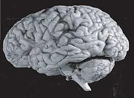 Neuropsicología dinámica