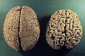 Neuropsicología involutiva