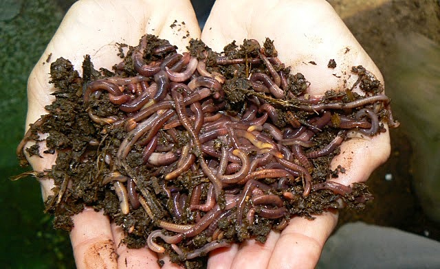 Expansión de la lombriz roja californiana en latinoamérica