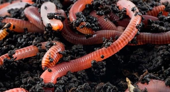 Inicio la cría de la lombriz roja californiana