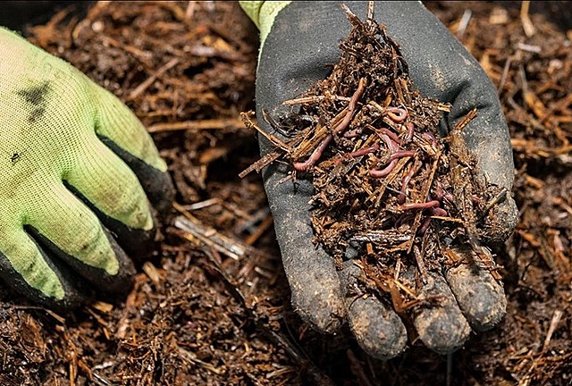 La Lombricultura en la actualidad