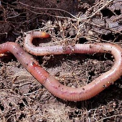 Timeline: HISTORIA DE LA LOMBRICULTURA