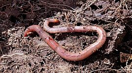 Timeline: HISTORIA DE LA LOMBRICULTURA