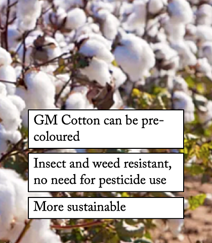 Genetically Modified Cotton
