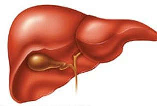 First artificial liver is created