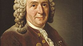 Timeline: La vita di Carlo Linneo