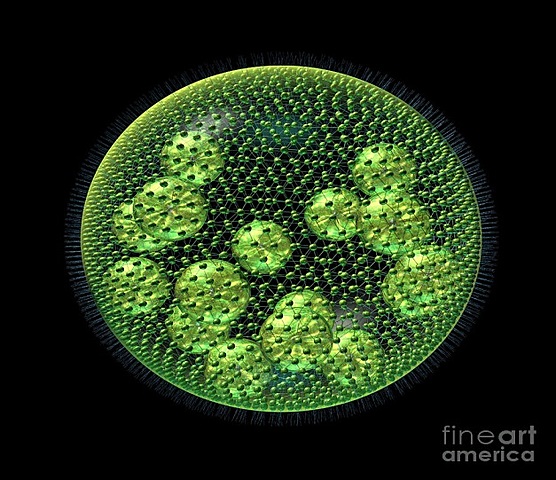 Mitmerakuliste organismide teke