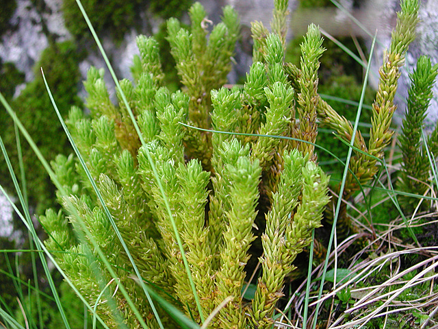 Esimesed maismaataimed