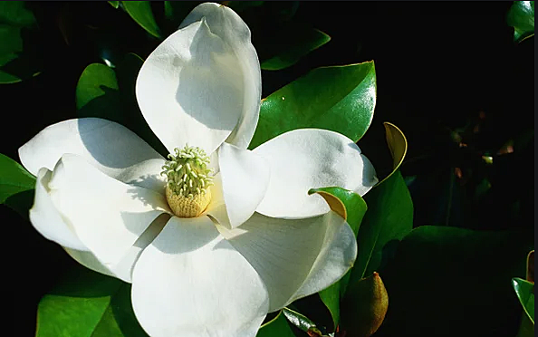 Kriit ajastu- Esimesed roomajad, õistaimed ja mesilased. Raide kõrgaeg