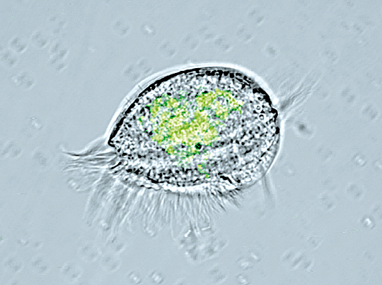 Esimesed üherakulised organismid