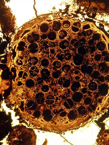 Mitmerakuliste organismide teke