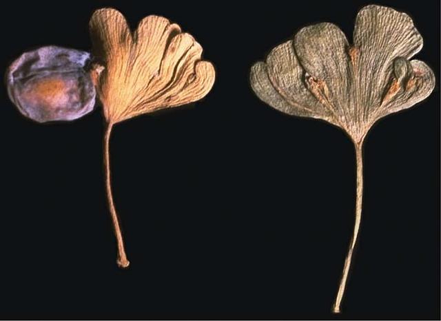 Kriit - Esimesed õistaimed